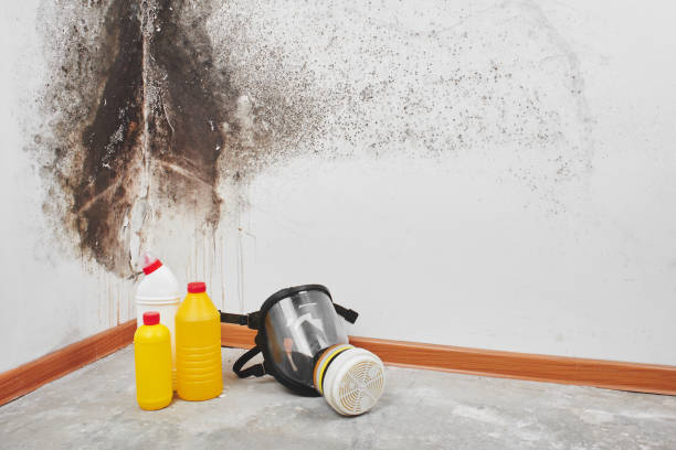 Best White Mold Remediation in Oxon Hill, MD
