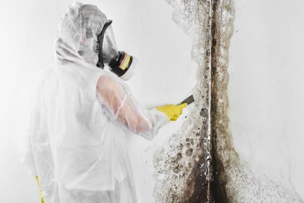 Best HVAC Mold Remediation in Oxon Hill, MD
