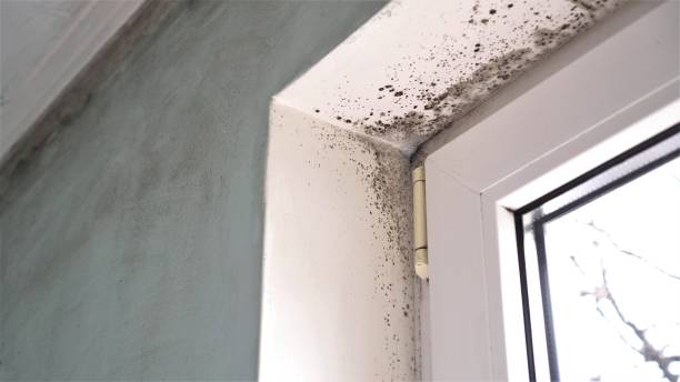 Best Mold Testing and Inspection Services in Oxon Hill, MD