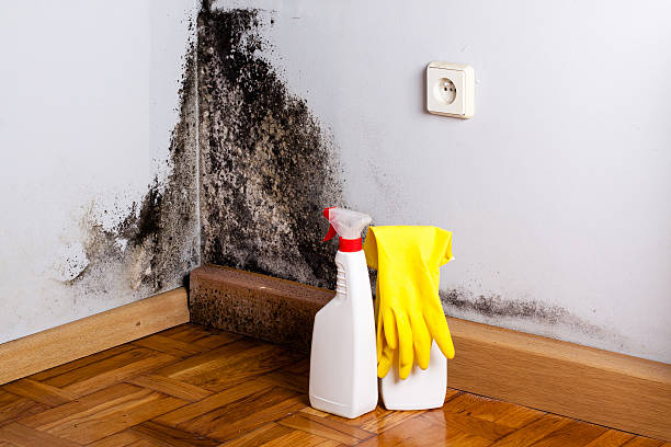 Best Mold Remediation for Specific Building Types in Oxon Hill, MD