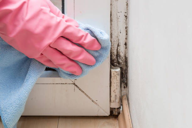 Best Localized Mold Remediation (e.g., coastal areas, humid climates) in Oxon Hill, MD