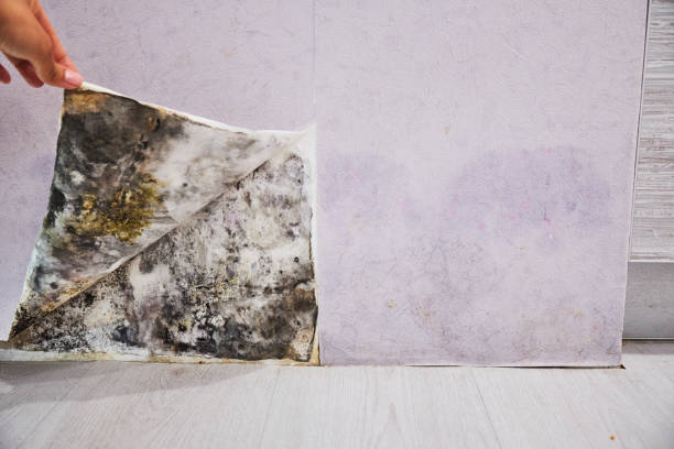 Trusted Oxon Hill, MD Mold Remediation Experts
